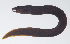  ( - PIL-310)  @11 [ ] CreativeCommons  Attribution Non-Commercial (by-nc) (2014) Unspecified Smithsonian Institution National Museum of Natural History