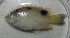  ( - PIL-351)  @11 [ ] CreativeCommons  Attribution Non-Commercial (by-nc) (2014) Unspecified Old Dominion University