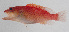  ( - PIL-370)  @11 [ ] CreativeCommons  Attribution Non-Commercial (by-nc) (2014) Unspecified Smithsonian Institution National Museum of Natural History