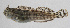  (Entomacrodus decussatus - PIL-383)  @11 [ ] CreativeCommons  Attribution Non-Commercial (by-nc) (2014) Unspecified Smithsonian Institution National Museum of Natural History