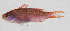  (Luzonichthys - PIL-414)  @11 [ ] CreativeCommons  Attribution Non-Commercial (by-nc) (2014) Unspecified Smithsonian Institution National Museum of Natural History