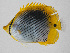  (Chaetodon ocellicaudus - PIL-417)  @11 [ ] CreativeCommons  Attribution Non-Commercial (by-nc) (2014) Unspecified Smithsonian Institution National Museum of Natural History