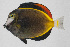  ( - PIL-418)  @11 [ ] CreativeCommons  Attribution Non-Commercial (by-nc) (2014) Unspecified Smithsonian Institution National Museum of Natural History