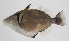  ( - PIL-421)  @11 [ ] CreativeCommons  Attribution Non-Commercial (by-nc) (2014) Unspecified Smithsonian Institution National Museum of Natural History