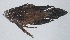  (Calloplesiops argus - PIL-424)  @11 [ ] CreativeCommons  Attribution Non-Commercial (by-nc) (2014) Unspecified Smithsonian Institution National Museum of Natural History