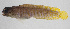  ( - PIL-425)  @11 [ ] CreativeCommons  Attribution Non-Commercial (by-nc) (2014) Unspecified Smithsonian Institution National Museum of Natural History