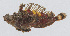  ( - PIL-440)  @11 [ ] CreativeCommons  Attribution Non-Commercial (by-nc) (2014) Unspecified Smithsonian Institution National Museum of Natural History