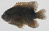  ( - PIL-443)  @11 [ ] CreativeCommons  Attribution Non-Commercial (by-nc) (2014) Unspecified Smithsonian Institution National Museum of Natural History