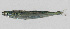  (Hypoatherina panatela - PIL-452)  @11 [ ] CreativeCommons  Attribution Non-Commercial (by-nc) (2014) Unspecified Smithsonian Institution National Museum of Natural History