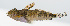  (Synchiropus bartelsi - PHISH-014)  @11 [ ] CreativeCommons  Attribution Non-Commercial (by-nc) (2016) Unspecified Smithsonian Institution National Museum of Natural History