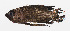  (Steeneichthys - PHISH-023)  @11 [ ] CreativeCommons  Attribution Non-Commercial (by-nc) (2016) Unspecified Smithsonian Institution National Museum of Natural History