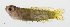  (Amsichthys - PHISH-028)  @11 [ ] CreativeCommons  Attribution Non-Commercial (by-nc) (2016) Unspecified Smithsonian Institution National Museum of Natural History