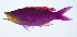  (Pseudanthias tuka - PHISH-033)  @11 [ ] CreativeCommons  Attribution Non-Commercial (by-nc) (2016) Unspecified Smithsonian Institution National Museum of Natural History