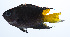  ( - PHISH-053)  @11 [ ] CreativeCommons  Attribution Non-Commercial (by-nc) (2016) Unspecified Smithsonian Institution National Museum of Natural History