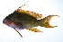  ( - PHISH-059)  @11 [ ] CreativeCommons  Attribution Non-Commercial (by-nc) (2016) Unspecified Smithsonian Institution National Museum of Natural History