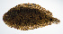  (Heteromycteris hartzfeldii - PHISH-063)  @11 [ ] CreativeCommons  Attribution Non-Commercial (by-nc) (2016) Unspecified Smithsonian Institution National Museum of Natural History