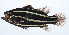  ( - PHISH-080)  @11 [ ] CreativeCommons  Attribution Non-Commercial (by-nc) (2016) Unspecified Smithsonian Institution National Museum of Natural History