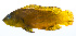  ( - PHISH-092)  @11 [ ] CreativeCommons  Attribution Non-Commercial (by-nc) (2016) Unspecified Smithsonian Institution National Museum of Natural History