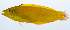  ( - PHISH-102)  @11 [ ] CreativeCommons  Attribution Non-Commercial (by-nc) (2016) Unspecified Smithsonian Institution National Museum of Natural History