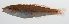  ( - PHISH-118)  @11 [ ] CreativeCommons  Attribution Non-Commercial (by-nc) (2016) Unspecified Smithsonian Institution National Museum of Natural History