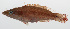  (Oxycheilinus orientalis - PHISH-123)  @11 [ ] CreativeCommons  Attribution Non-Commercial (by-nc) (2016) Unspecified Smithsonian Institution National Museum of Natural History