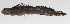  (Andamia reyi - PHISH-124)  @11 [ ] CreativeCommons  Attribution Non-Commercial (by-nc) (2016) Unspecified Smithsonian Institution National Museum of Natural History