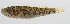  ( - PHISH-140)  @11 [ ] CreativeCommons  Attribution Non-Commercial (by-nc) (2016) Unspecified Smithsonian Institution National Museum of Natural History
