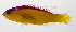  ( - PHISH-162)  @11 [ ] CreativeCommons  Attribution Non-Commercial (by-nc) (2016) Unspecified Smithsonian Institution National Museum of Natural History