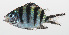  ( - PHISH-169)  @11 [ ] CreativeCommons  Attribution Non-Commercial (by-nc) (2016) Unspecified Smithsonian Institution National Museum of Natural History
