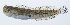  (Blenniella interrupta - PHISH-181)  @11 [ ] CreativeCommons  Attribution Non-Commercial (by-nc) (2016) Unspecified Smithsonian Institution National Museum of Natural History