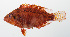  ( - PHISH-186)  @11 [ ] CreativeCommons  Attribution Non-Commercial (by-nc) (2016) Unspecified Smithsonian Institution National Museum of Natural History