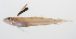  (Pteropsaron - PHISH-187)  @11 [ ] CreativeCommons  Attribution Non-Commercial (by-nc) (2016) Unspecified Smithsonian Institution National Museum of Natural History