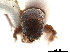 ( - CCDB-30438-A09)  @11 [ ] CreativeCommons - Attribution (2018) CBG Photography Group Smithsonian Institution