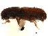  ( - CCDB-30438-A10)  @11 [ ] CreativeCommons - Attribution (2018) CBG Photography Group Smithsonian Institution