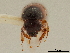  ( - CCDB-30438-A12)  @11 [ ] CreativeCommons - Attribution (2018) CBG Photography Group Smithsonian Institution