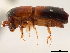 ( - CCDB-30438-A12)  @11 [ ] CreativeCommons - Attribution (2018) CBG Photography Group Smithsonian Institution
