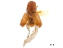  (Corthylocurus protuberans - CCDB-30438-B01)  @11 [ ] CreativeCommons - Attribution (2018) CBG Photography Group Smithsonian Institution