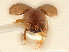  ( - CCDB-30438-B01)  @11 [ ] CreativeCommons - Attribution (2018) CBG Photography Group Smithsonian Institution