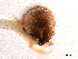 (Corthylocurus tuberculifer - CCDB-30438-B02)  @11 [ ] CreativeCommons - Attribution (2018) CBG Photography Group Smithsonian Institution
