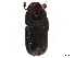  (Corthylus consimilis - CCDB-30438-B05)  @11 [ ] CreativeCommons - Attribution (2018) CBG Photography Group Smithsonian Institution