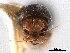  (Corthylus concisus - CCDB-30438-B06)  @11 [ ] CreativeCommons - Attribution (2018) CBG Photography Group Smithsonian Institution