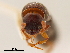  ( - CCDB-30438-B08)  @11 [ ] CreativeCommons - Attribution (2018) CBG Photography Group Smithsonian Institution