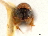  ( - CCDB-30438-B10)  @11 [ ] CreativeCommons - Attribution (2018) CBG Photography Group Smithsonian Institution