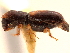 (Gnathotrichus omissus - CCDB-30438-B10)  @11 [ ] CreativeCommons - Attribution (2018) CBG Photography Group Smithsonian Institution