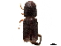  (Monarthrum ingens - CCDB-30438-C04)  @11 [ ] CreativeCommons - Attribution (2018) CBG Photography Group Smithsonian Institution
