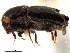  ( - CCDB-30438-C06)  @11 [ ] CreativeCommons - Attribution (2018) CBG Photography Group Smithsonian Institution