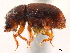  ( - CCDB-30438-C07)  @11 [ ] CreativeCommons - Attribution (2018) CBG Photography Group Smithsonian Institution