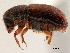  ( - CCDB-30438-C08)  @11 [ ] CreativeCommons - Attribution (2018) CBG Photography Group Smithsonian Institution