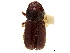  (Conophthorus apachecae - CCDB-30438-C10)  @11 [ ] CreativeCommons - Attribution (2018) CBG Photography Group Smithsonian Institution