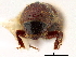  ( - CCDB-30438-C10)  @11 [ ] CreativeCommons - Attribution (2018) CBG Photography Group Smithsonian Institution